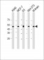 PTEN antibody